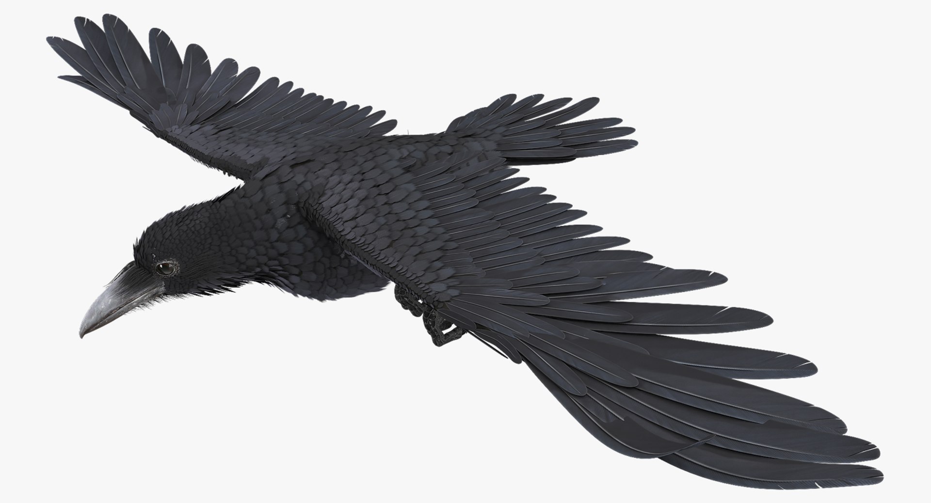Common Raven Soars Animated Rigged 3D model preview