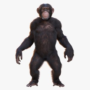 Chimpanzee