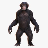 Chimpanzee