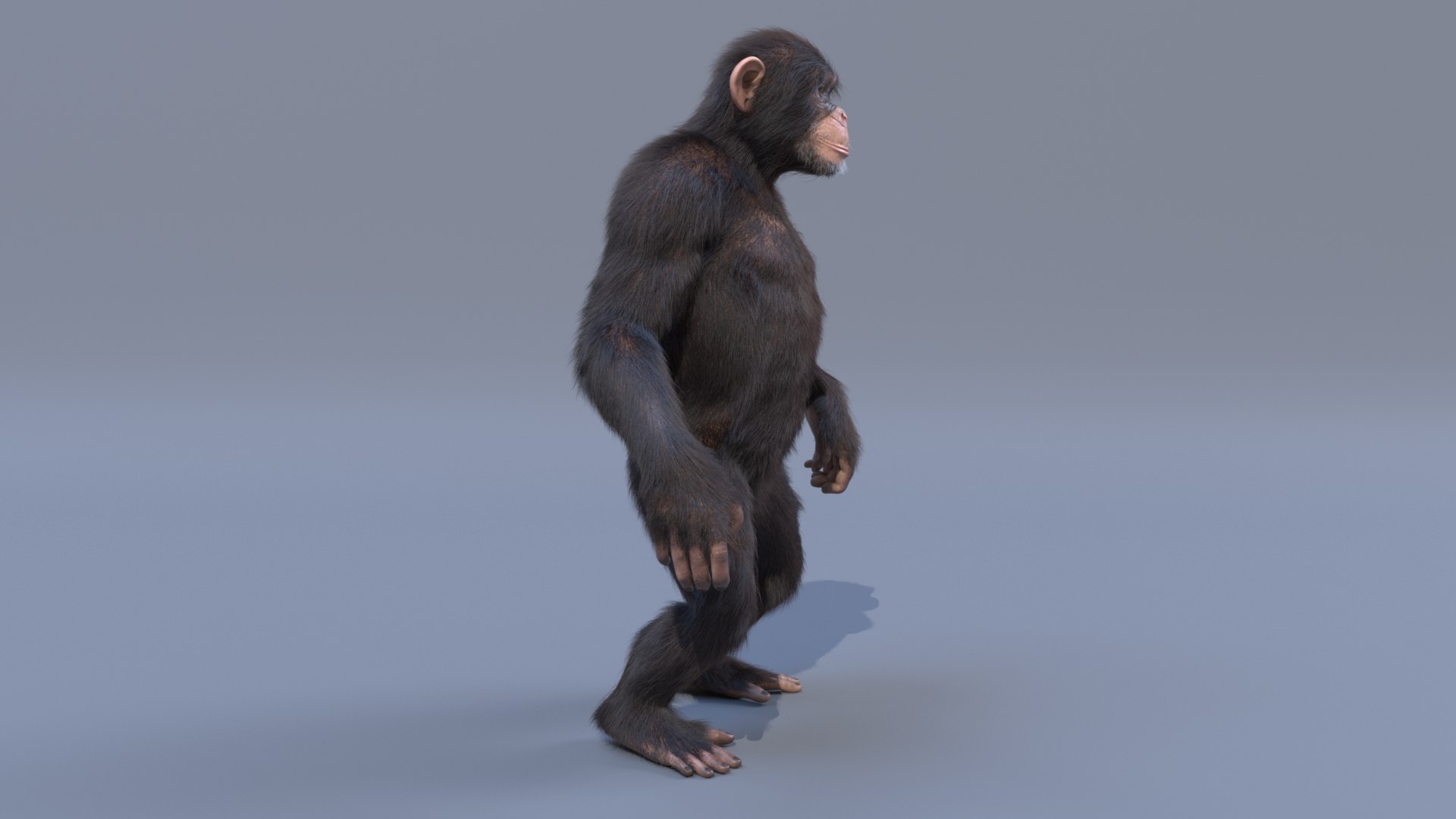 3D Chimpanzee Model - TurboSquid 2275890