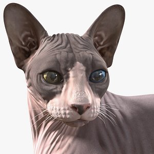3D sphynx cat heterochromia rigged