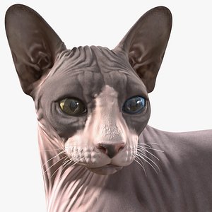Sphynx Cat with Heterochromia Rigged