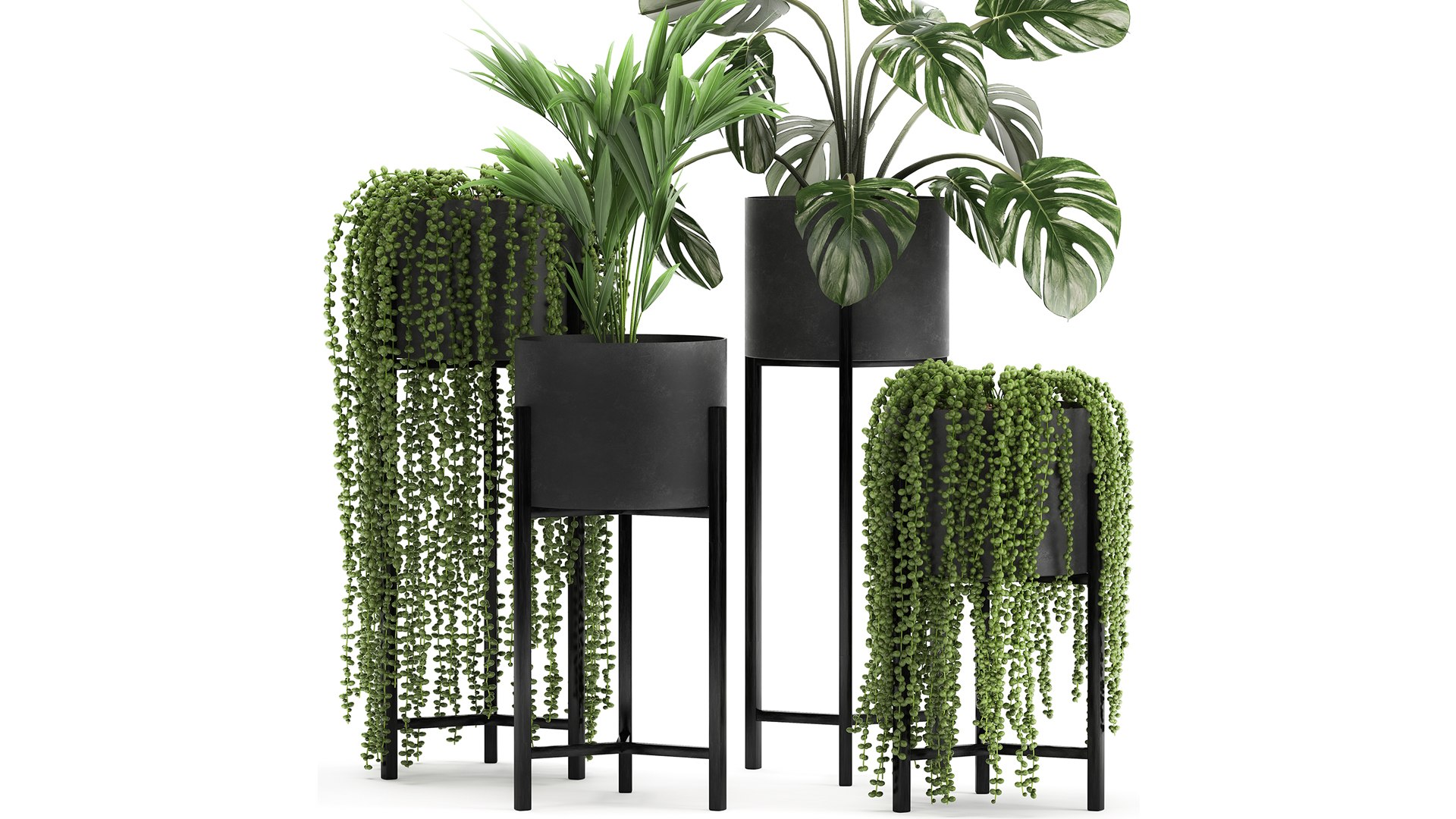 Houseplants In A Black Pot For The Interior 911 Model - TurboSquid 1716018