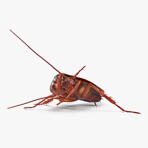 3D cockroach cleans paw animal model