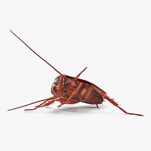 Animated Cockroach Cleans Paw Rigged
