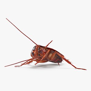 Animated Cockroach Cleans Paw Rigged