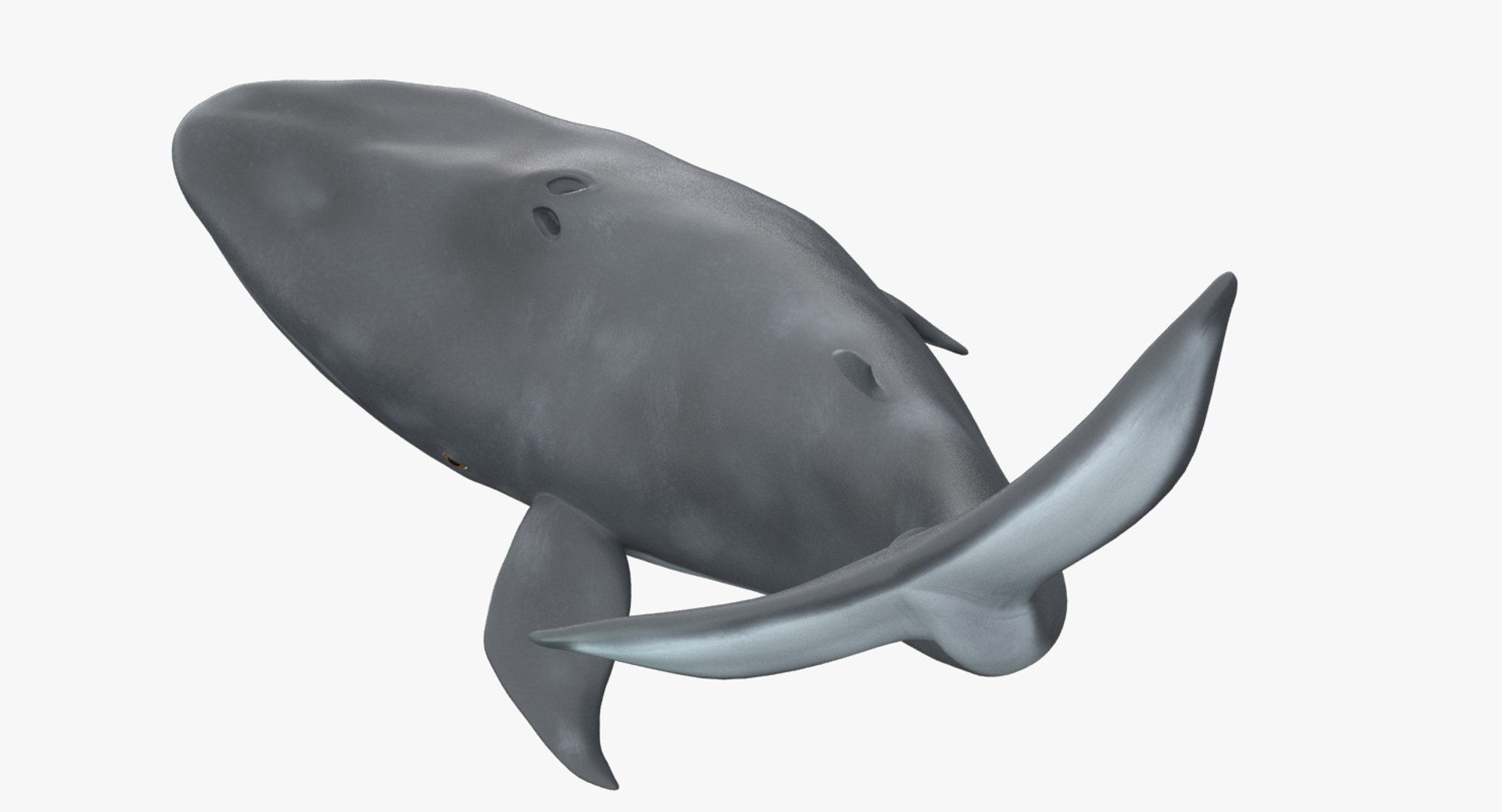 blue whale toon 3D model https://p.turbosquid.com/ts-thumb/L0/iIvlDM/O3TMIxtu/03_3ds/jpg/1508488896/1920x1080/fit_q87/0429290f70ea64f39cd8d2bbed2c25f1714fcf7d/03_3ds.jpg