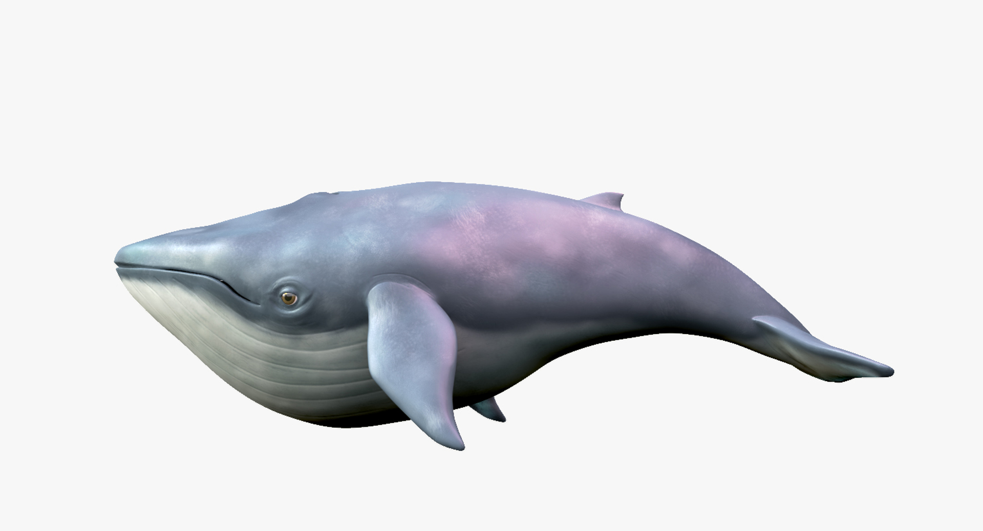 blue whale toon 3D model https://p.turbosquid.com/ts-thumb/L0/iIvlDM/RlevoI3M/turntable/jpg/1508489688/1920x1080/turn_fit_q99/67bd1c62f09f8056de49f89ea6e29b9a6d66999c/turntable-1.jpg