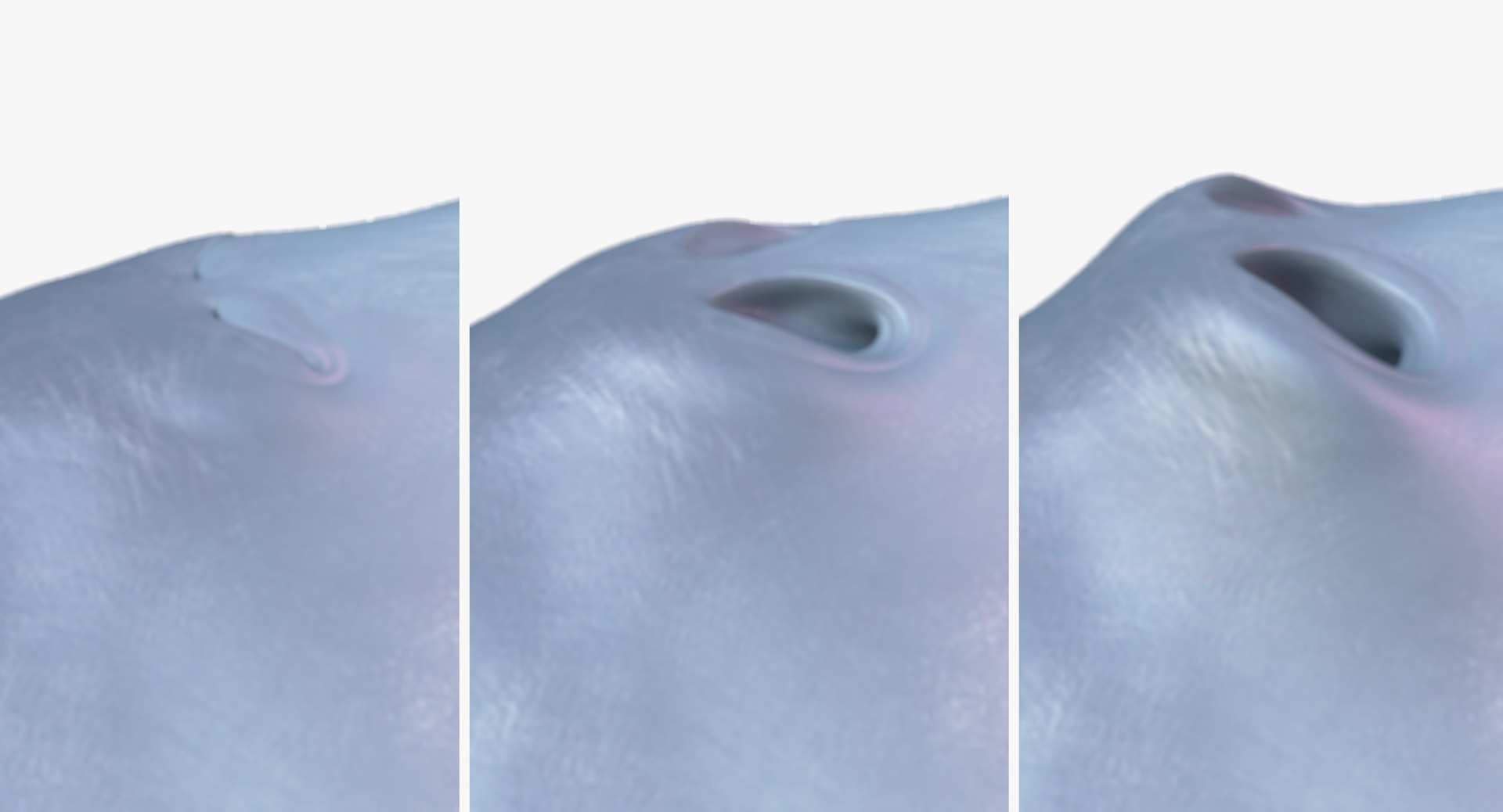 blue whale toon 3D model https://p.turbosquid.com/ts-thumb/L0/iIvlDM/ch5MkxYB/08/jpg/1508489486/1920x1080/fit_q87/dd353964ebbe94c221eab46cafc18b73c560903d/08.jpg