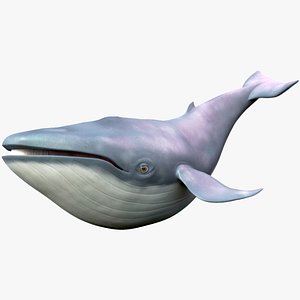 blue whale toon 3D model