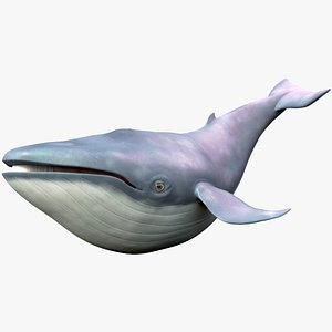 Blue Whale Toon
