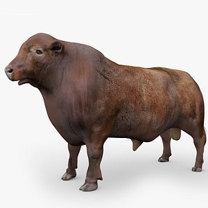 3D RED ANGUS Rigged L2086 model