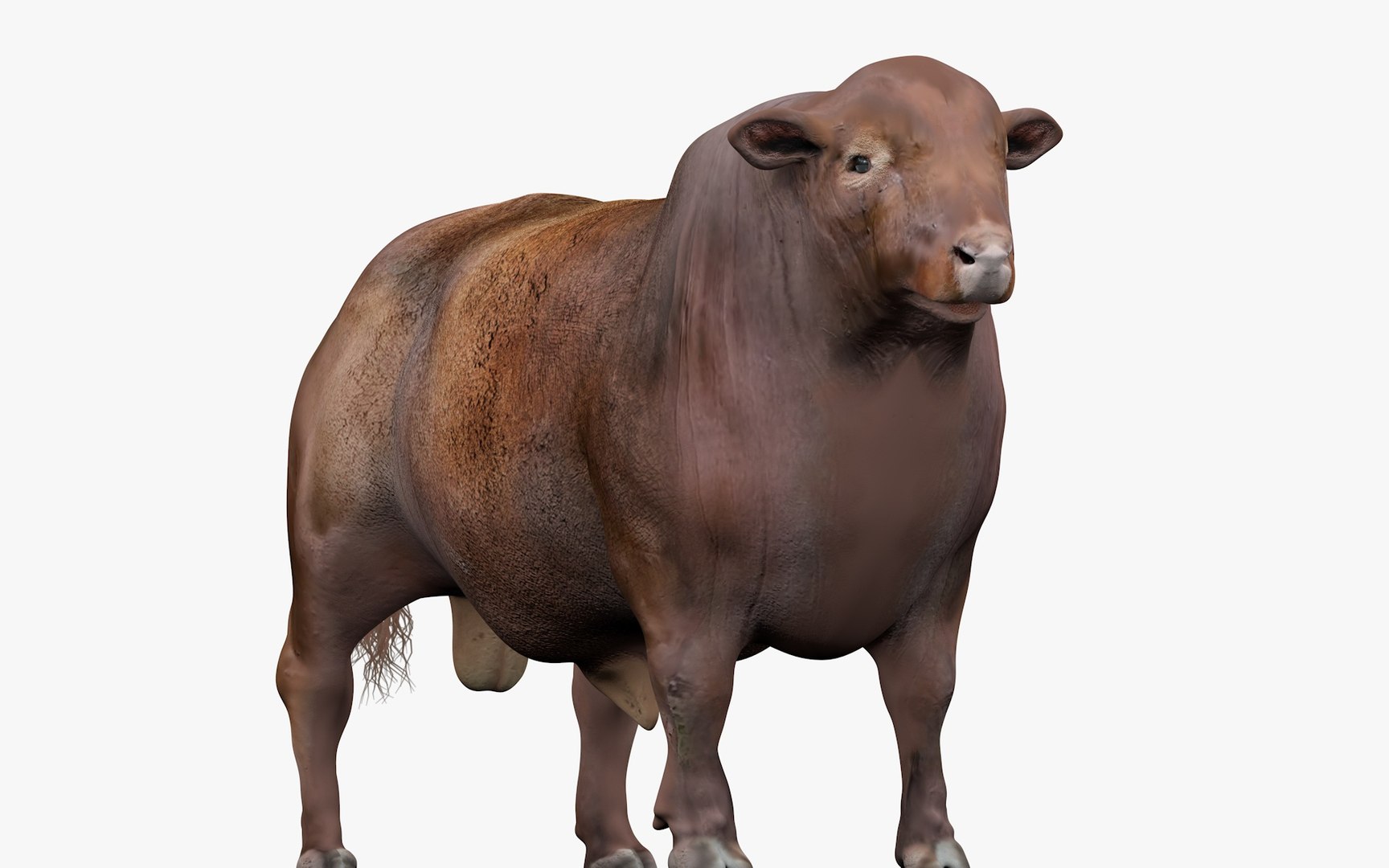 3D RED ANGUS Rigged L2086 model - TurboSquid 2154901