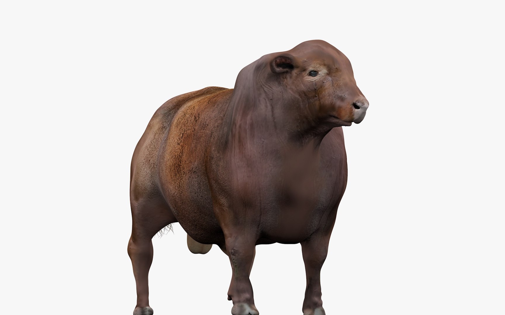 3D RED ANGUS Rigged L2086 model - TurboSquid 2154901