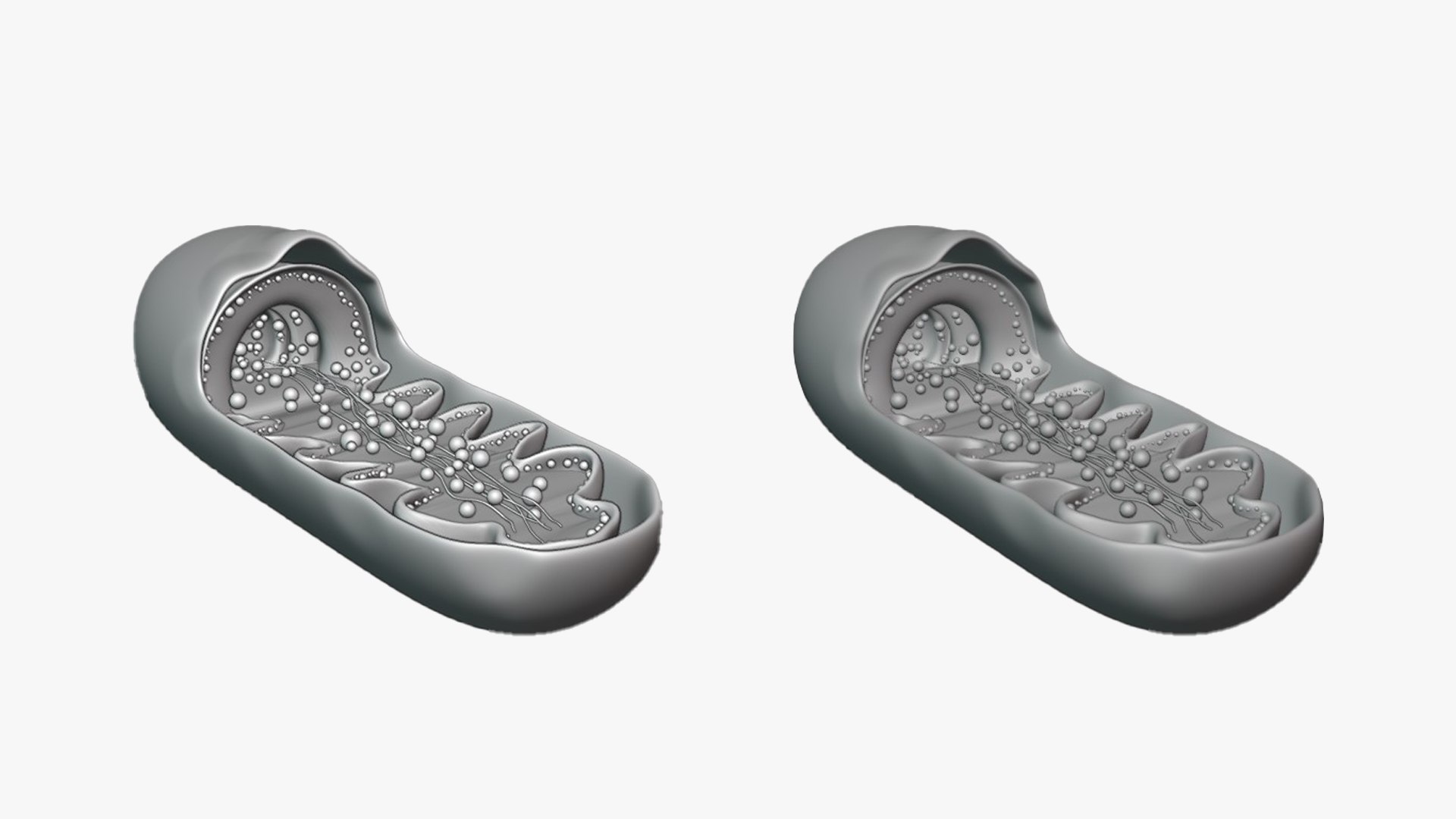 Mitochondria Cross Section Anatomy model https://p.turbosquid.com/ts-thumb/L0/wf6CZr/Lx/mitochondra_matcap_01/png/1677698871/1920x1080/fit_q87/c27157e10049f0f4fb84ad612b7dccbf8583698c/mitochondra_matcap_01.jpg