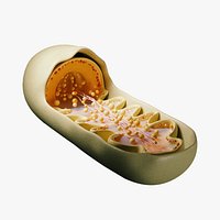 Mitochondria Cross Section Anatomy