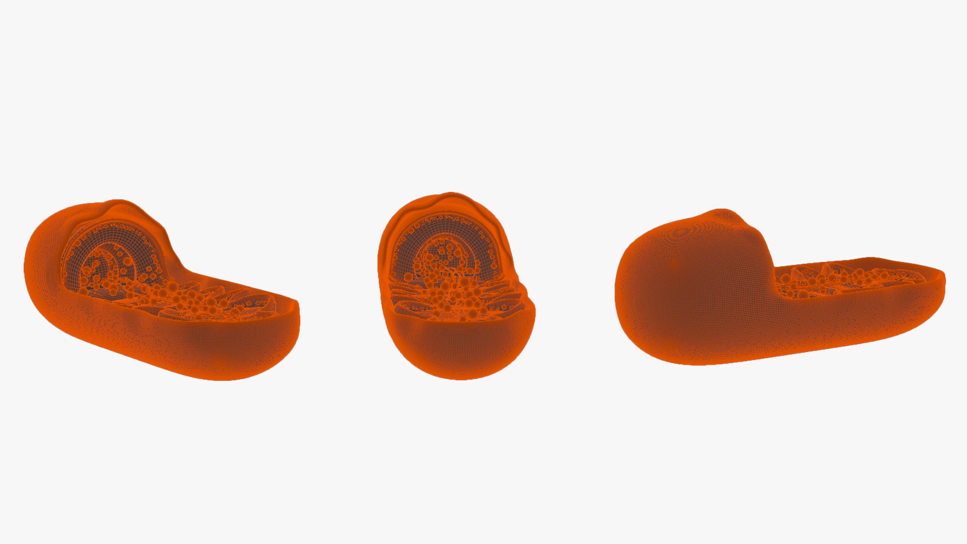 Mitochondria Cross Section Anatomy model https://p.turbosquid.com/ts-thumb/L0/wf6CZr/Qj/mitochondra_wire/png/1677698589/1920x1080/fit_q87/15e77449250d638da435de6d57aa6d87050ea0f6/mitochondra_wire.jpg