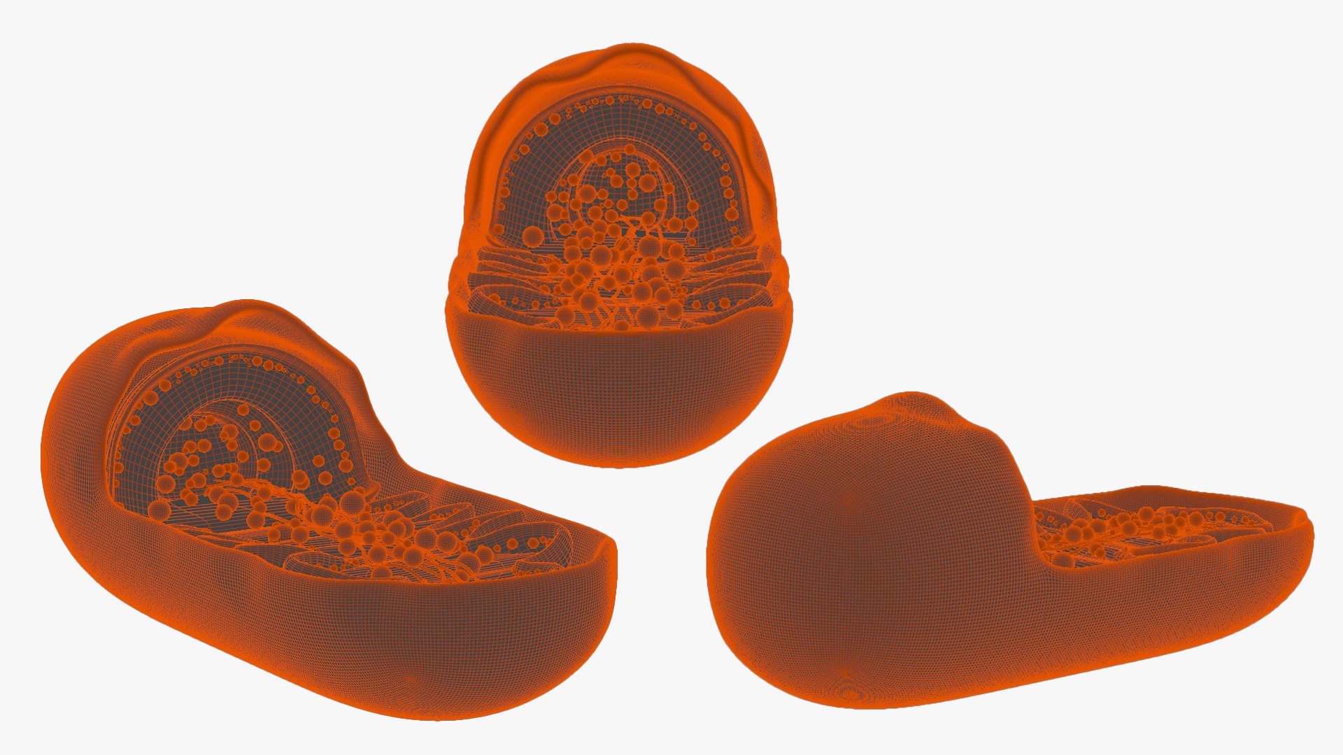 Mitochondria Cross Section Anatomy model https://p.turbosquid.com/ts-thumb/L0/wf6CZr/Sx/mitochondra_wire_01/png/1677699050/1920x1080/fit_q87/484cbd238cf7d79abaefe793d4da158d30e01339/mitochondra_wire_01.jpg