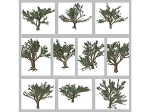 Cedar of Lebanon Tree Collection 3D model