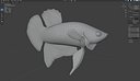 Betta Fish 9
