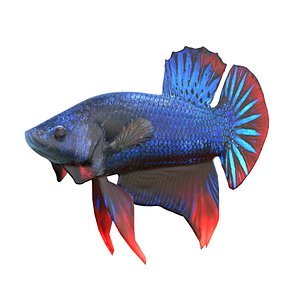 3D Betta Fish 9 model
