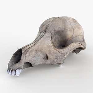 Real Dog Skull Scan 3D model