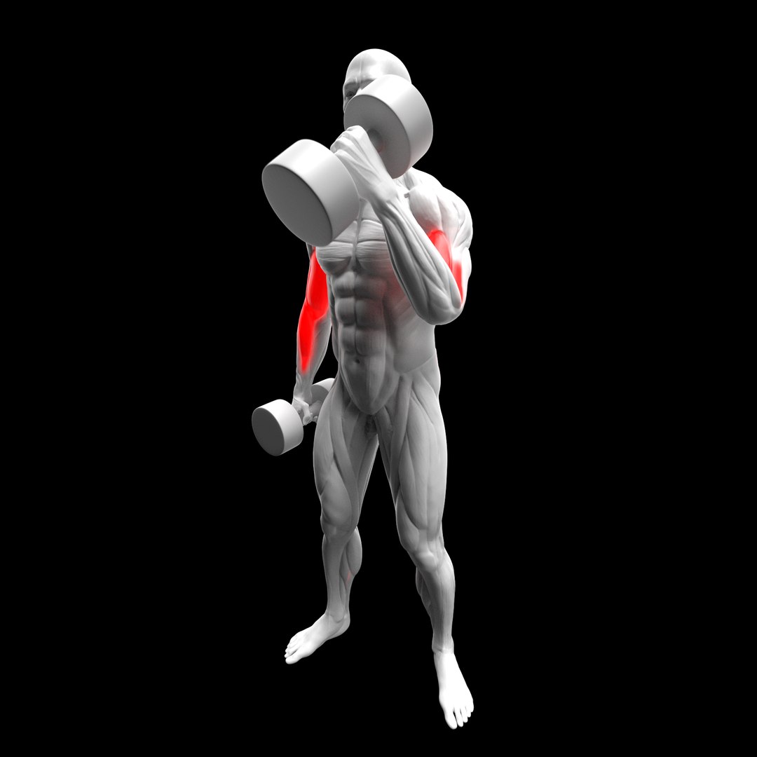 Biceps Exercise Pack - Hammer Curl - EZ Bar Curl 3D https://p.turbosquid.com/ts-thumb/L1/FVQrMZ/Eq/3/png/1715676607/1920x1080/fit_q87/37b5d0b1a685c374f4edce3355e575023c76c808/3.jpg