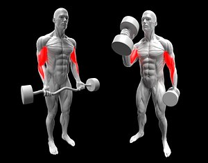 Biceps Exercise Pack - Hammer Curl - EZ Bar Curl