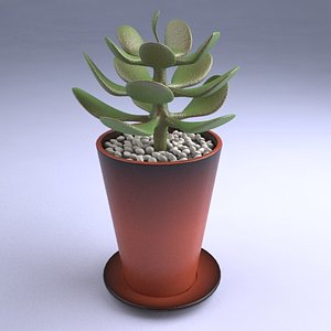small_succulent_plant