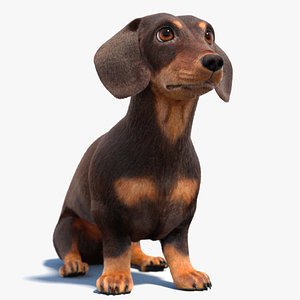 3D model Rigged Dachshund Dog 3D Model with Fur