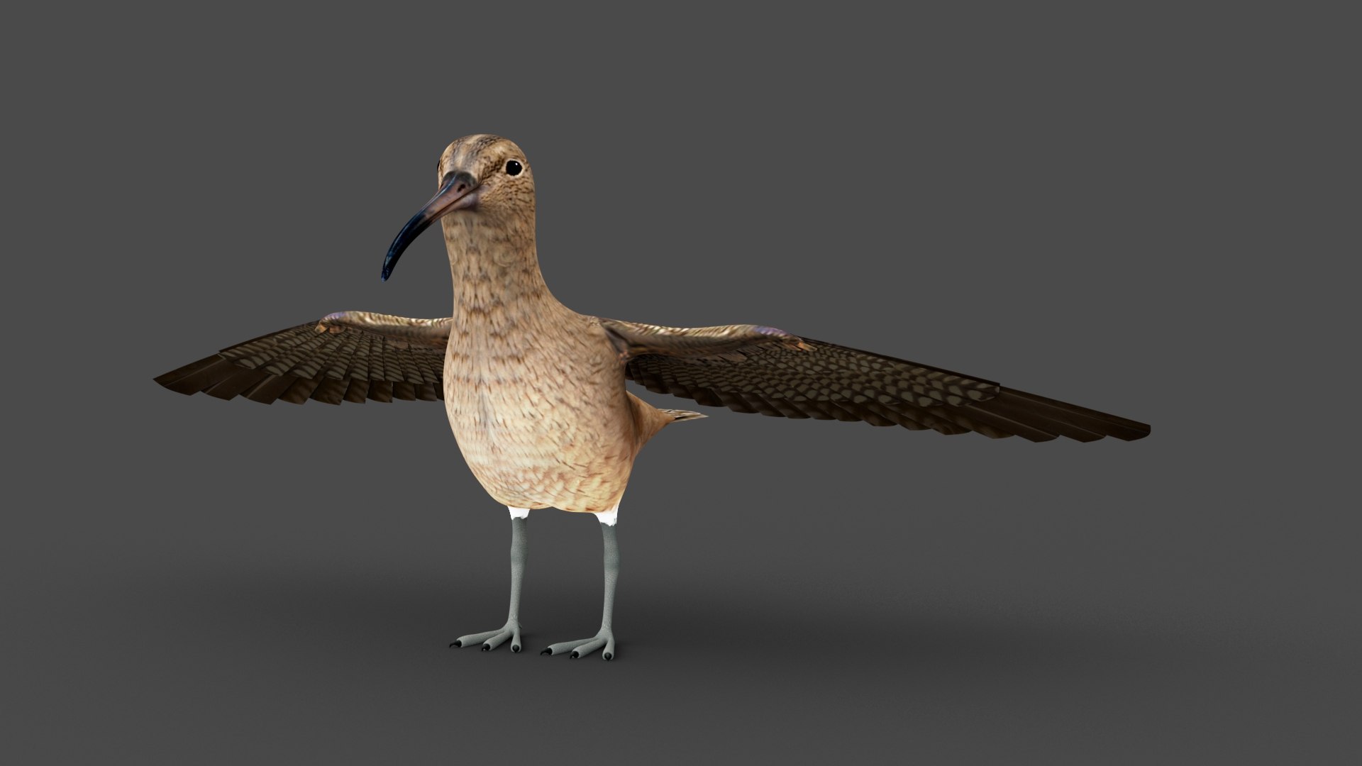 3D Zarapito model https://p.turbosquid.com/ts-thumb/L1/PyFXrj/5f/zarapito_02/jpg/1699075487/1920x1080/fit_q87/8df7ee17fc9fa7af7378b0d3d51b0f9a6bf53b5b/zarapito_02.jpg