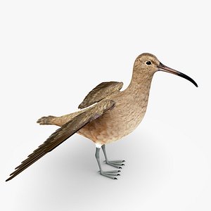 Zarapito