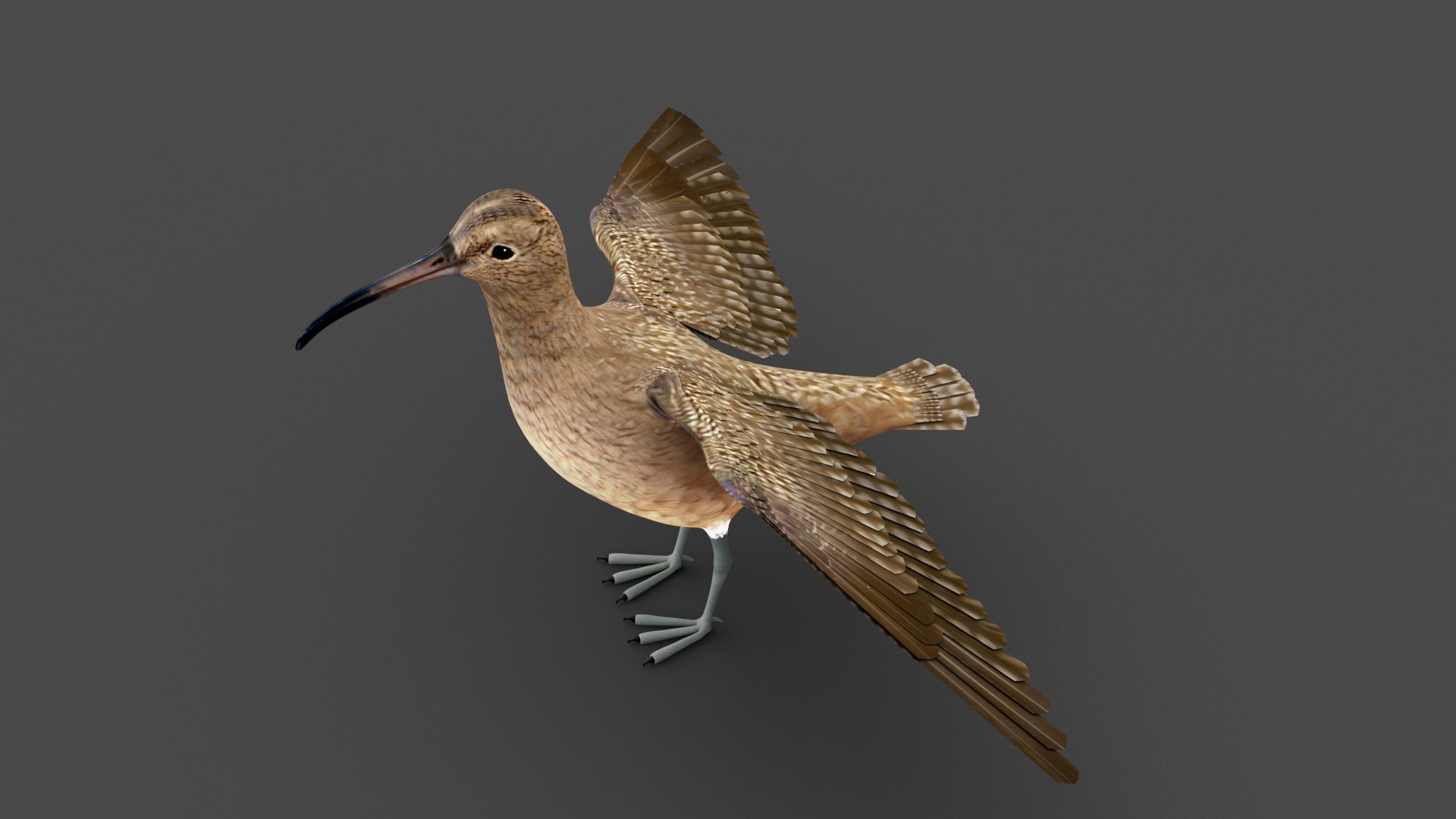 3D Zarapito model https://p.turbosquid.com/ts-thumb/L1/PyFXrj/gx/zarapito_03/jpg/1699075487/1920x1080/fit_q87/6604aee4576c8a37304a58dacbbbf4aa2d9eef91/zarapito_03.jpg