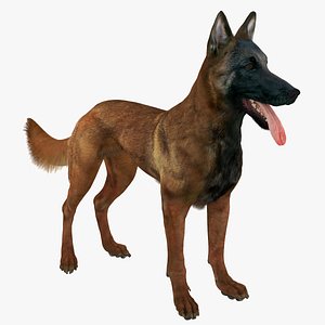 3d belgian shepherd dog mahogany