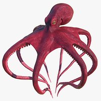 Octopus Vulgaris Rigged for Blender