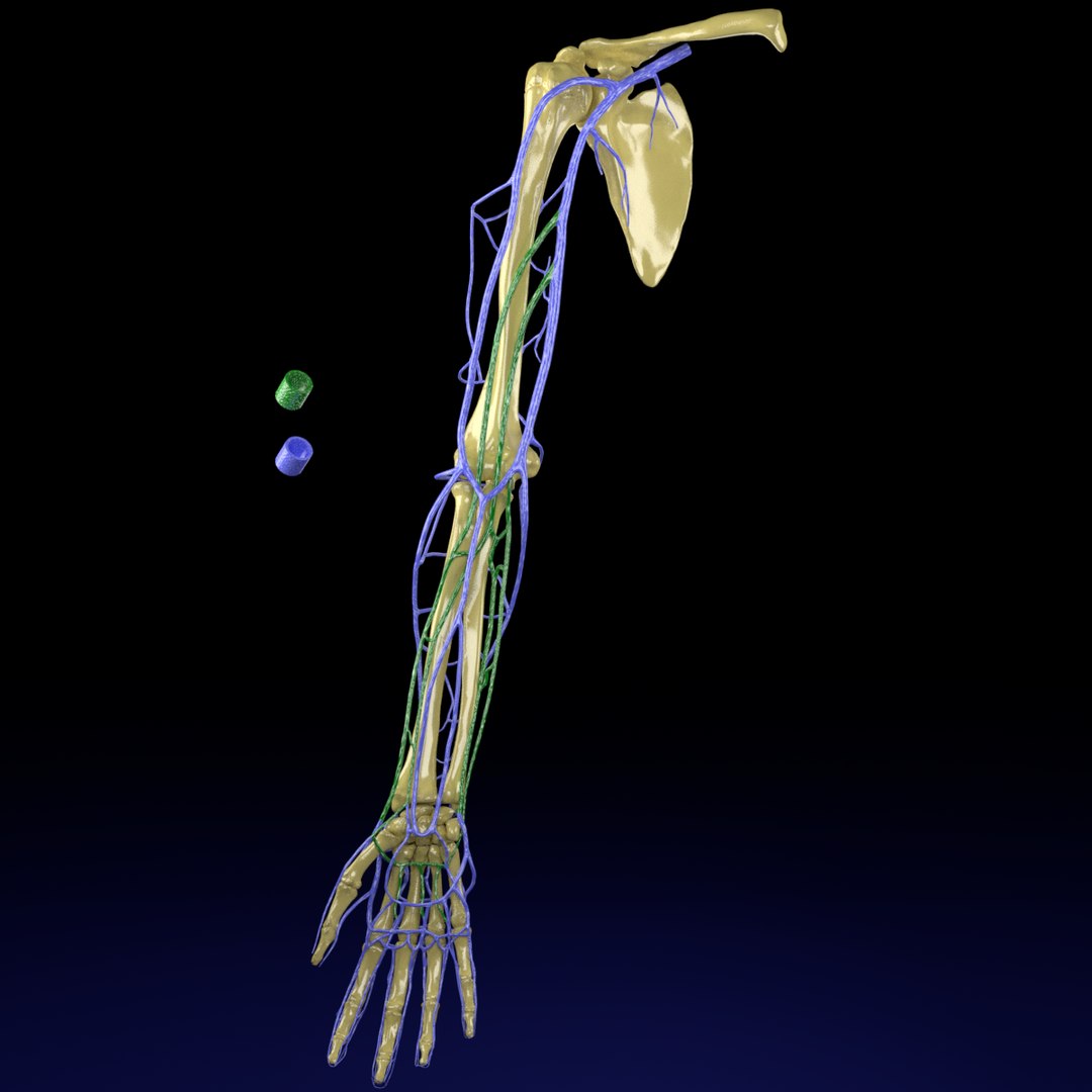 Veins venous drainage upper model - TurboSquid 1424807