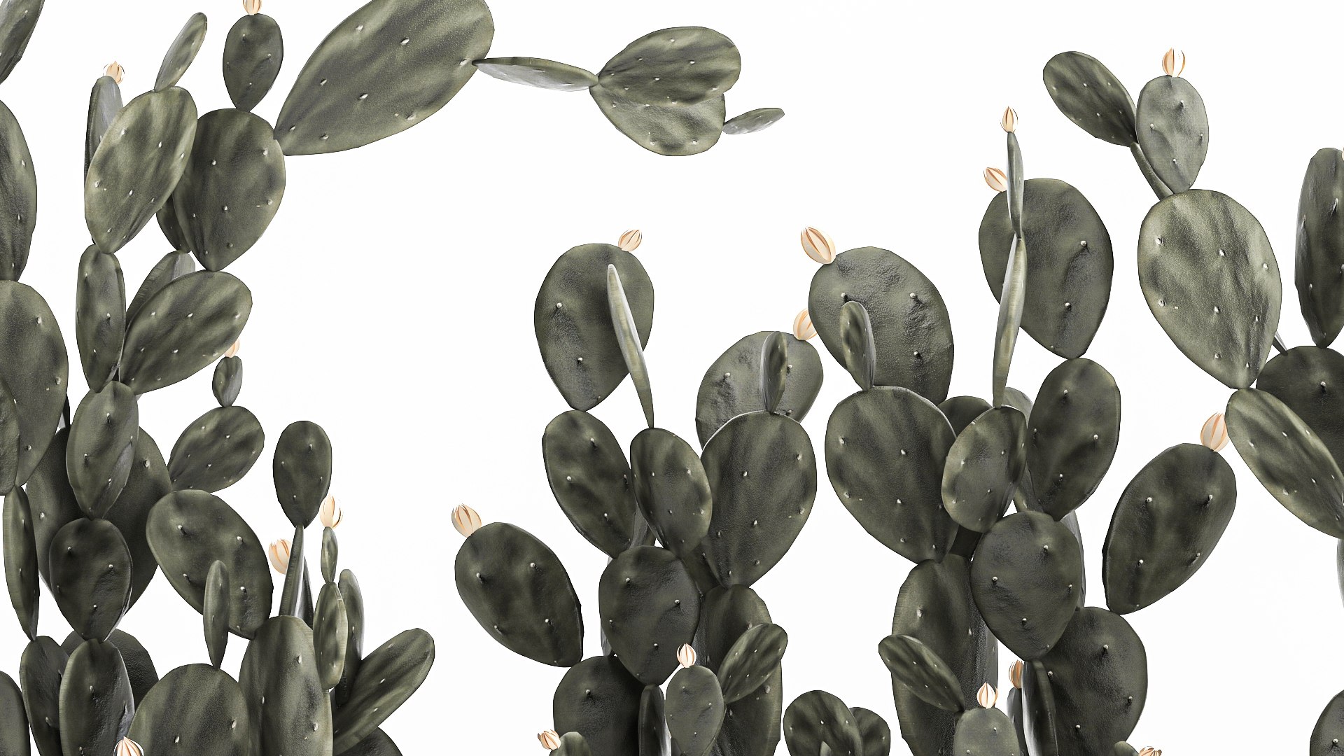 3D Prickly pear cactus collection in a concrete flowerpot 1103 https://p.turbosquid.com/ts-thumb/L2/0xQA1q/ix/1cactusset1701202207/jpg/1642519913/1920x1080/fit_q87/c0a861380c65ea6b7239cb1014a299b2c7fe962c/1cactusset1701202207.jpg