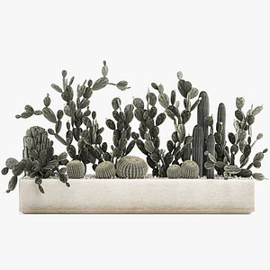 Prickly pear cactus collection in a concrete flowerpot 1103