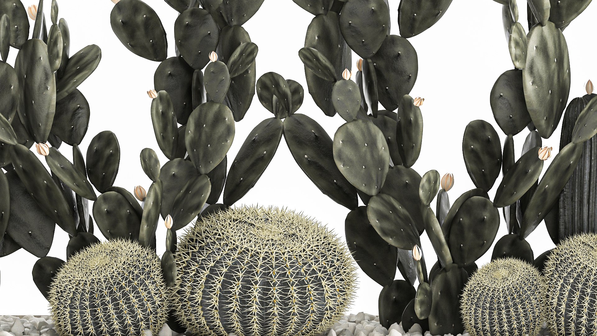 3D Prickly pear cactus collection in a concrete flowerpot 1103 https://p.turbosquid.com/ts-thumb/L2/0xQA1q/yw/1cactusset1701202205/jpg/1642519916/1920x1080/fit_q87/249fea2564448ed0a37b3a8550fc96ca41643016/1cactusset1701202205.jpg