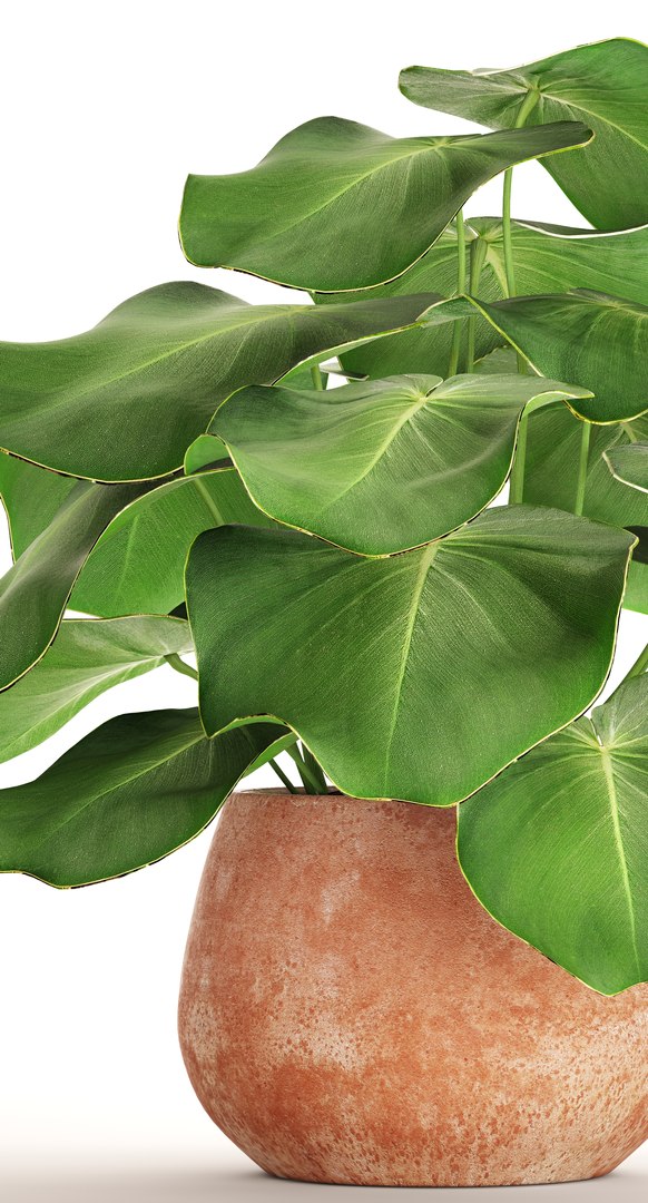 tropical plant pot 3D https://p.turbosquid.com/ts-thumb/L2/22WQs8/3M4NCgYo/bigplantinpot01/jpg/1497460258/1920x1080/fit_q87/9f33b088a800d4633bcdeb4c8f34879144531106/bigplantinpot01.jpg