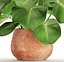 Tropical plant in pot
