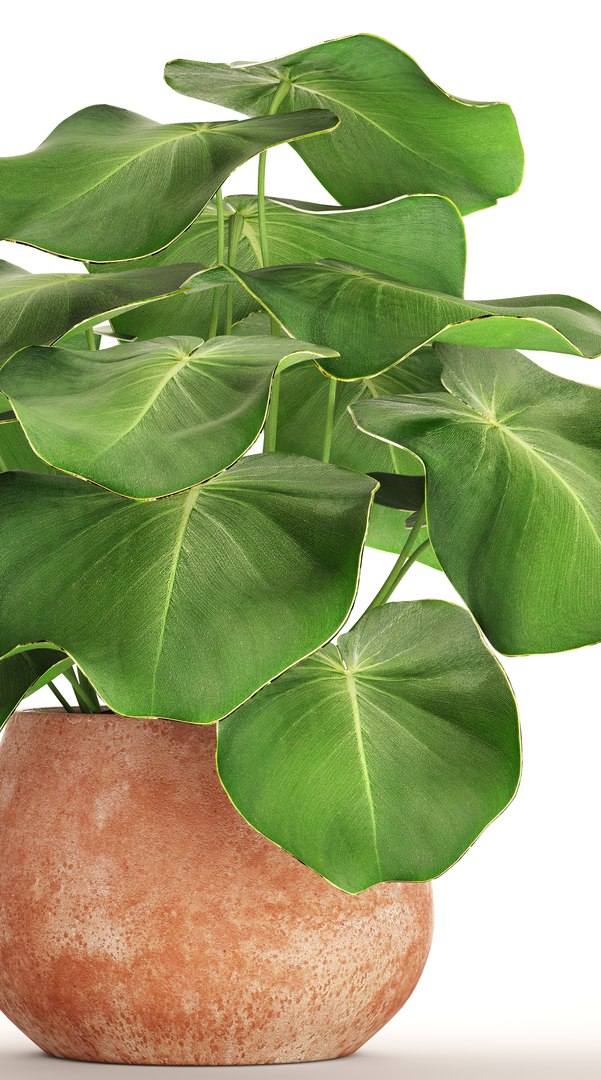 tropical plant pot 3D https://p.turbosquid.com/ts-thumb/L2/22WQs8/Fz1nKvRw/bigplantinpot02/jpg/1497460258/1920x1080/fit_q87/9ad30de92ea31a33d5322116a618238f0ad8ca34/bigplantinpot02.jpg
