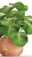 Tropical plant in pot