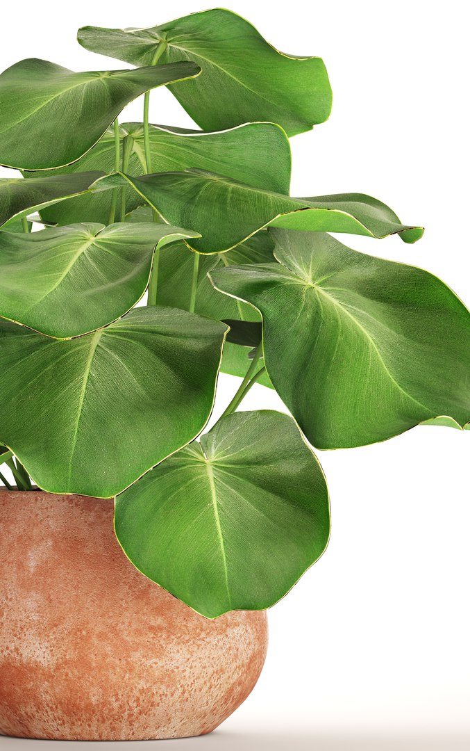 tropical plant pot 3D https://p.turbosquid.com/ts-thumb/L2/22WQs8/K1dhXlGg/bigplantinpot05/jpg/1497460258/1920x1080/fit_q87/f0846ae1507a37d963e285e58314dfada9a8385d/bigplantinpot05.jpg