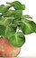 Tropical plant in pot