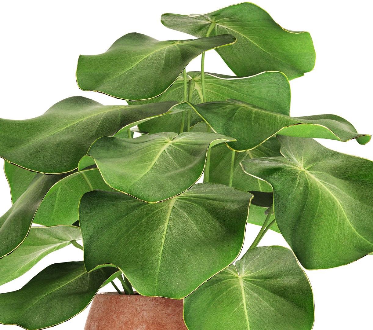 tropical plant pot 3D https://p.turbosquid.com/ts-thumb/L2/22WQs8/QggJx9QY/bigplantinpot03/jpg/1497460258/1920x1080/fit_q87/4815deeba66e13bbf745dcfc9cc66eb8ba247f97/bigplantinpot03.jpg