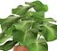 Tropical plant in pot