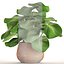 Tropical plant in pot