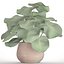 Tropical plant in pot