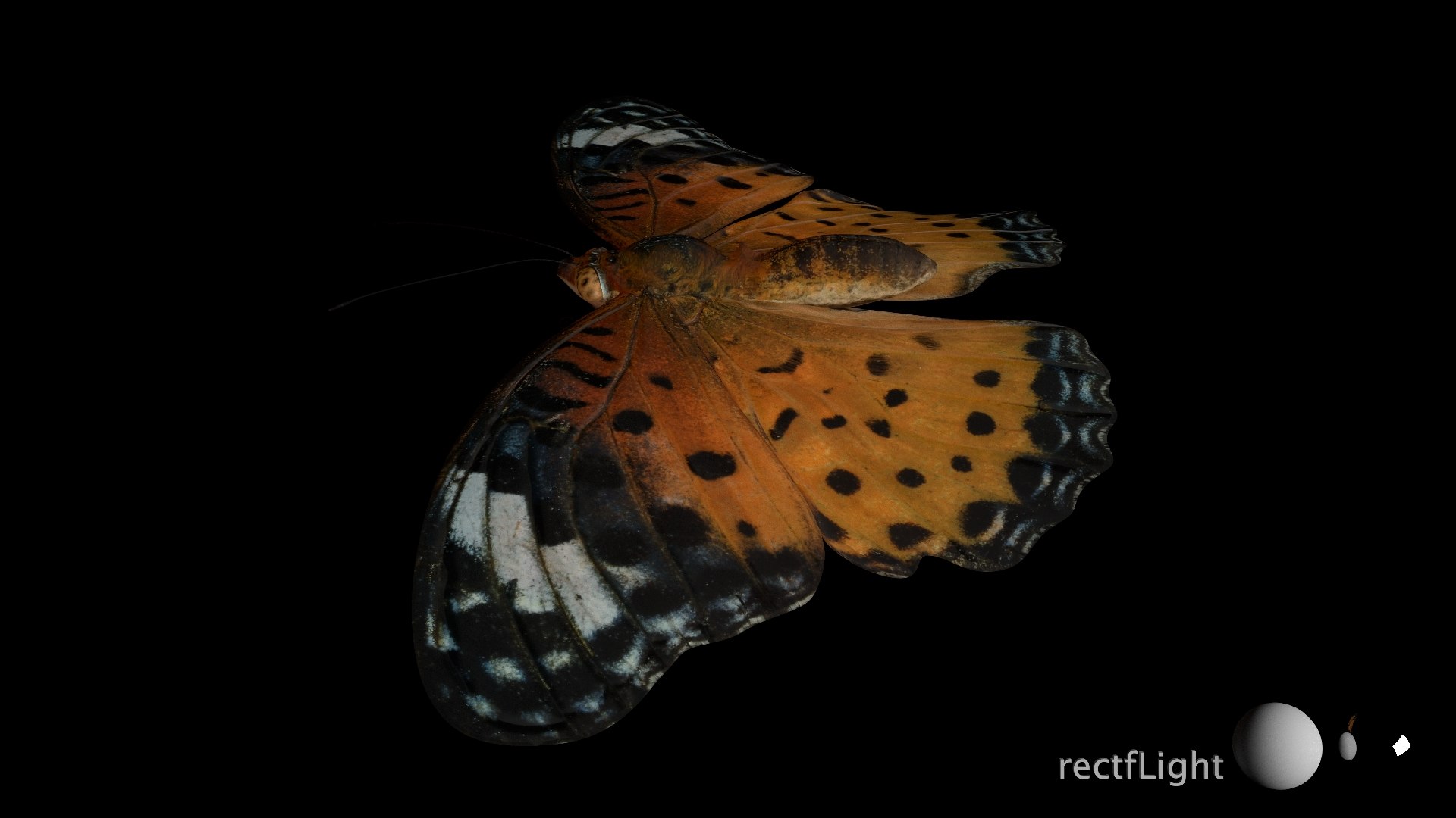 3D Rigged fritillary model https://p.turbosquid.com/ts-thumb/L2/CQUFtJ/1l/020/jpg/1673604321/1920x1080/fit_q87/edc191c6bf065f3dde0a043d8fcb6a61b69e3ffb/020.jpg